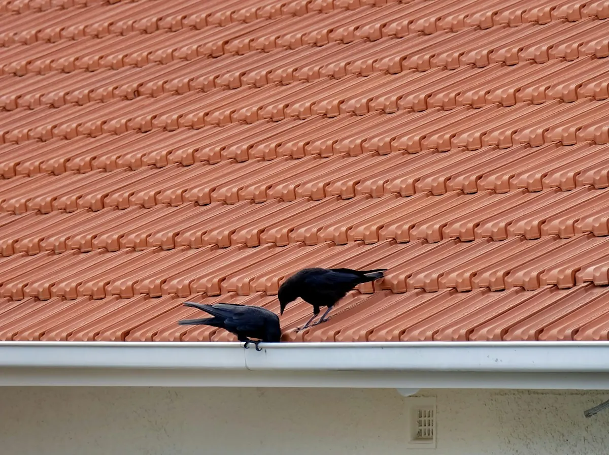 Tile Roof Replacement in El Monte — clay tiles on a roof above a gutter